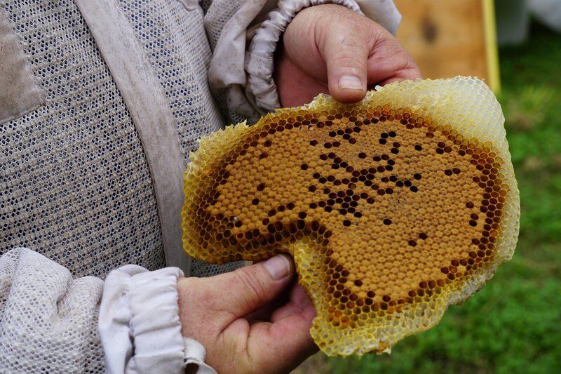Save the bees: Hive discovered inside historic Raven Lodge